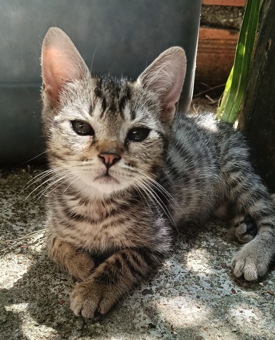 Arisca- gatinho bebé para adoção responsável