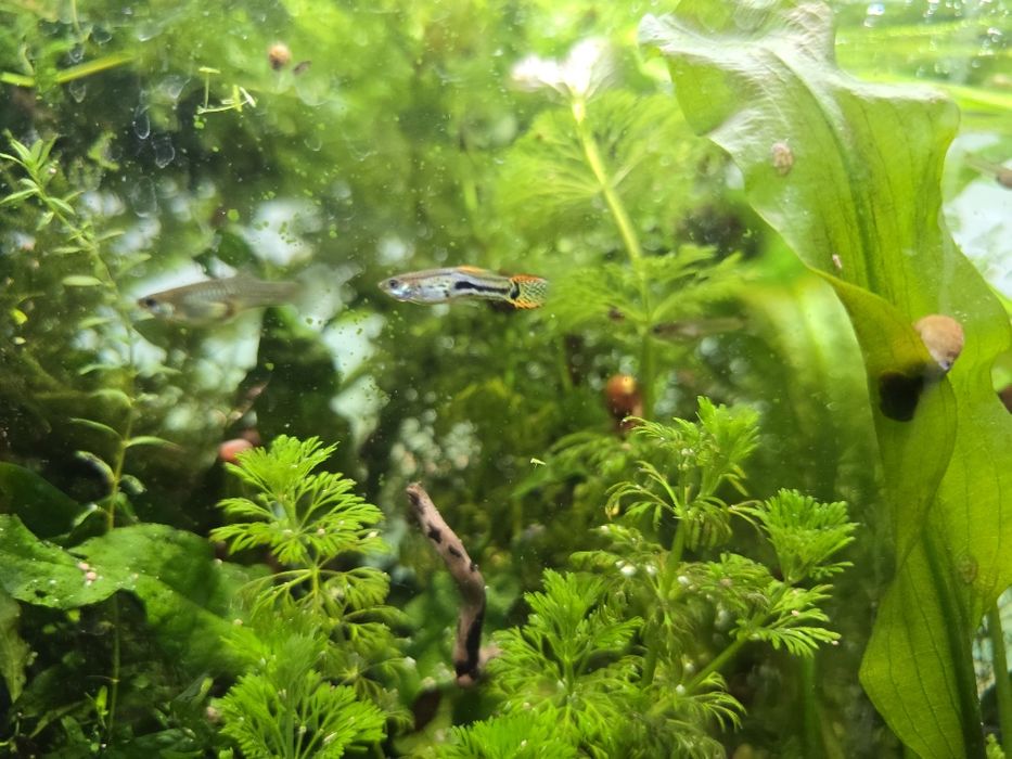 Guppys juvenis Machos e fêmeas