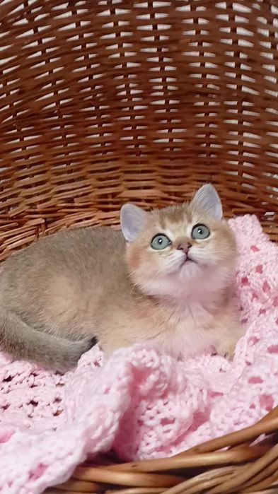 Шикарная девочка золотая шиншилла