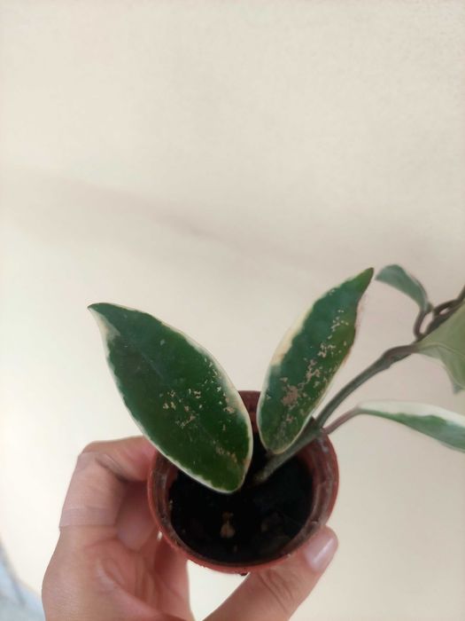 Planta Krimson Queen