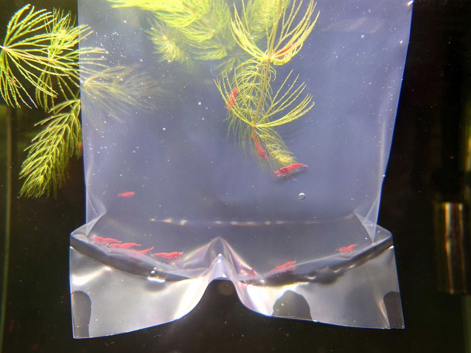 Krewetki czerwone sakura red