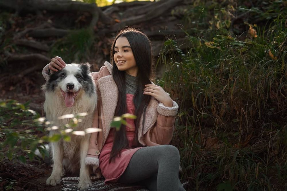 Бордер коллі  собаки