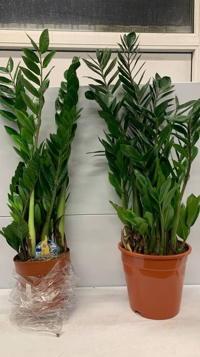 Заміокулькас  Долларове дерево