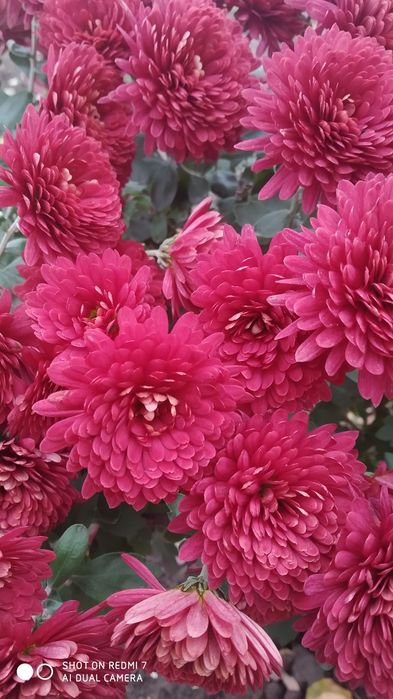 Хризантема зимуюча