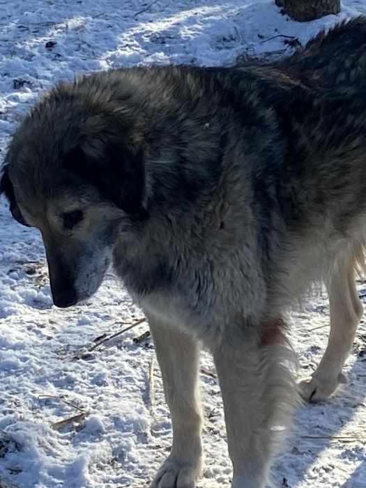 Pies balsam, chodząca słodycz