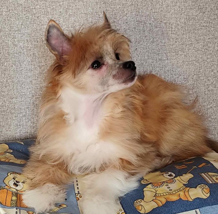 Щастя в дім китайська хохлата