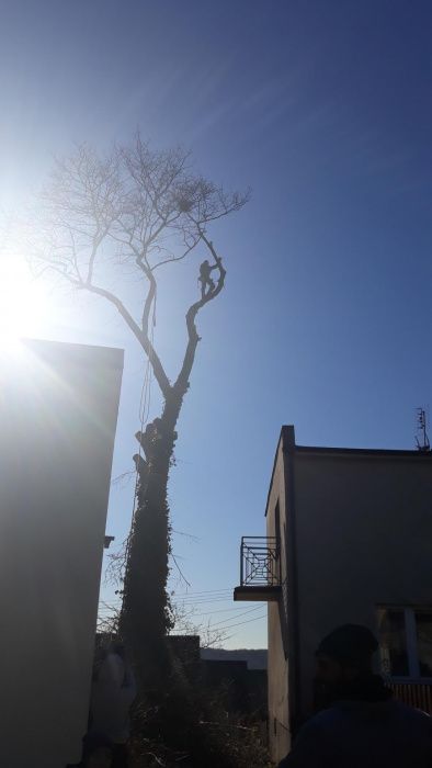 Wycinka i przycinanie drzew metodą alpinistyczną