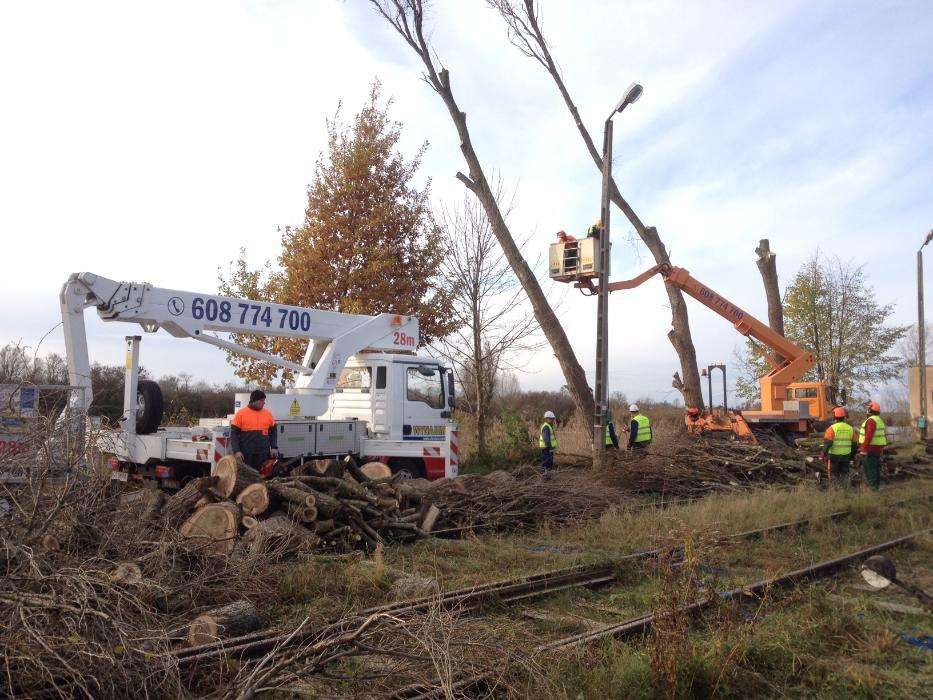 Wycinka i korekta drzew, Nowy Dwór Gd, Krynica Morska, Elbląg, Malbork