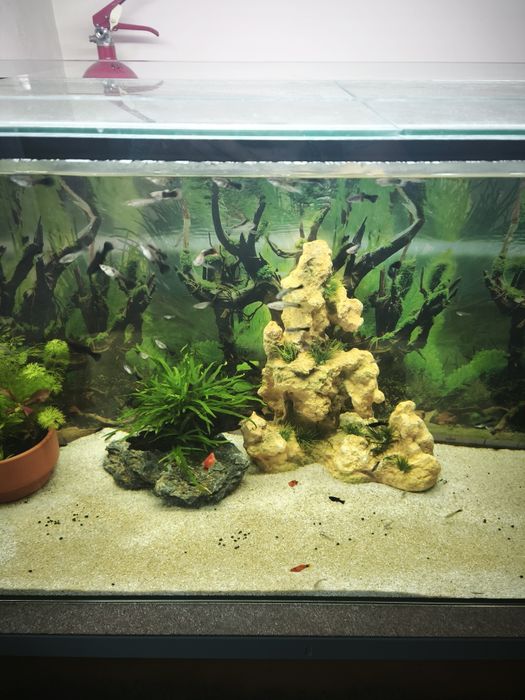 Peixe Ornamental  Guppy (Sortido)