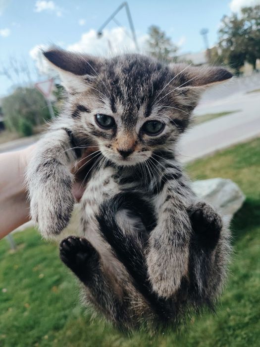 Кошеня хлопчик 2 місяці
