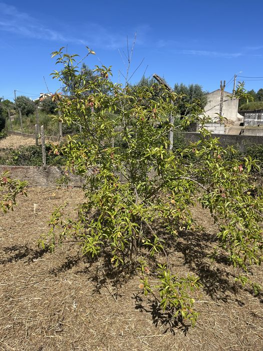 Ruina, terreno urbano com ruina com uma otima exposiçao solar