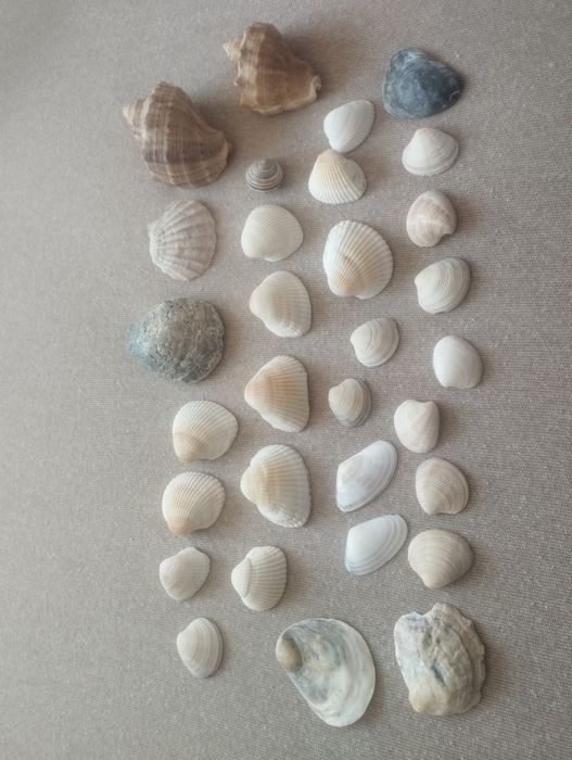 Ракушки морские набор