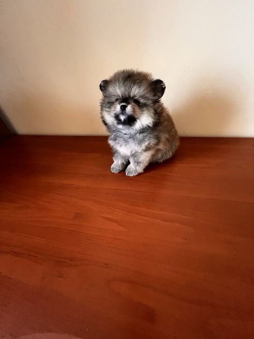 Померанський Шпіц