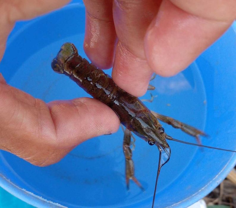 Мальок австралійського рака