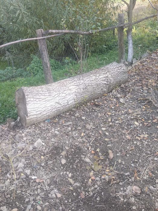 Продається горіховий стовбур