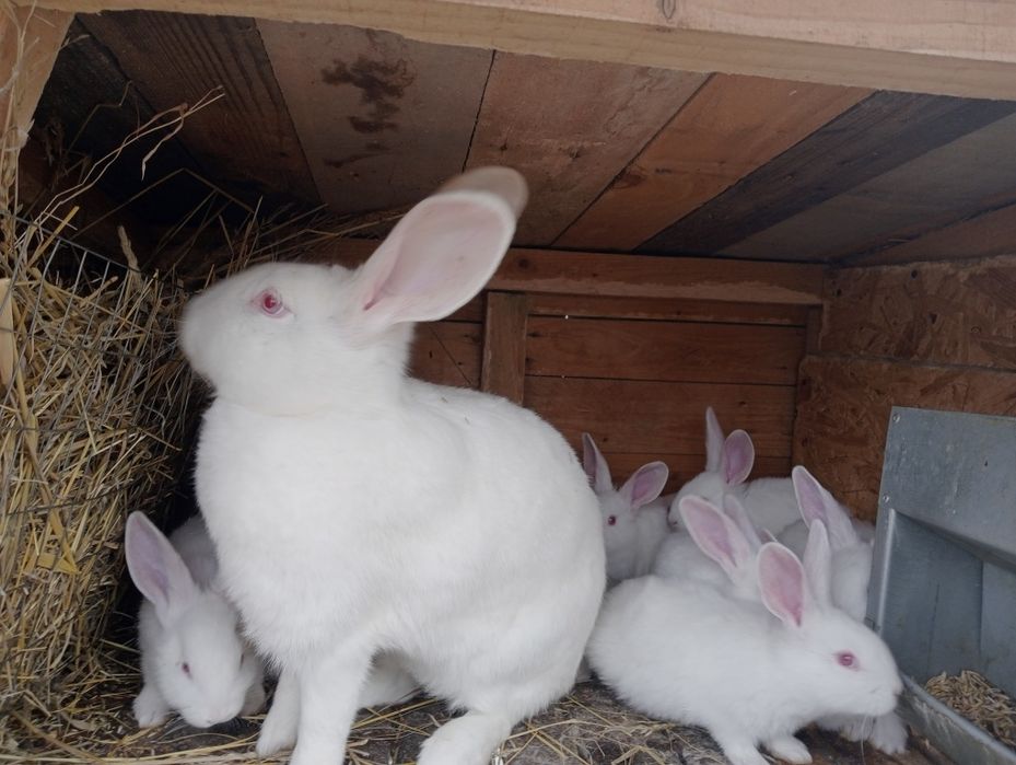 Кролі породи термони