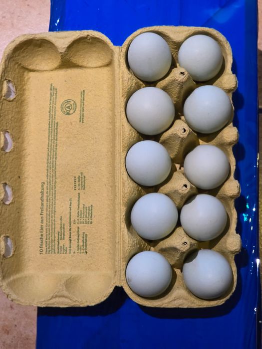 Jajka lęgowe Araucana Bezogoniasta legowe