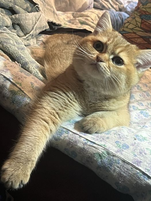 Кошенята британська золота шиншила