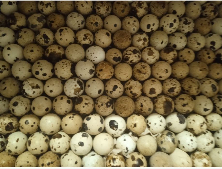 Перепилині яйця власного господарства