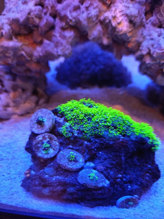 Corais Saudáveis & Frags