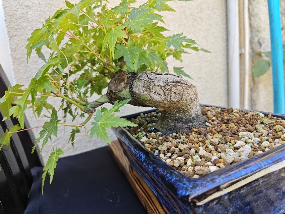Pré-Bonsai Acer Palmatum Yamamomiji