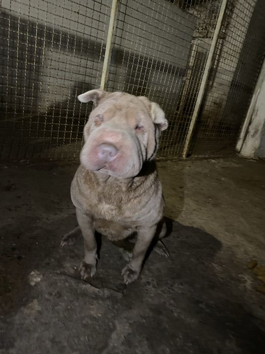 Віддаємо у добрі руки