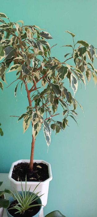 Фикус бенджамина