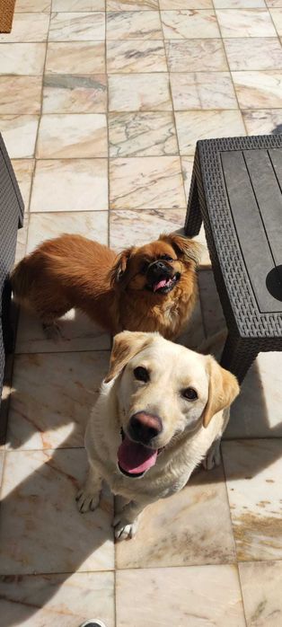 Pet Sitting Profissional – Cuidados e Carinho ao Domicílio
