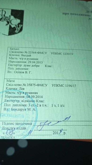 Пес на зв'язку красавчик