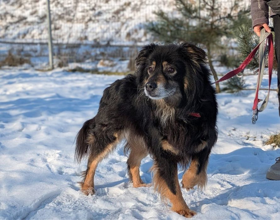 Puszysty Frodo wypatruje swojej rodziny!