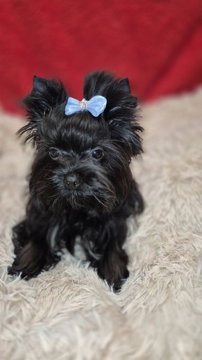 Yorkshire Terrier piesek do odbioru