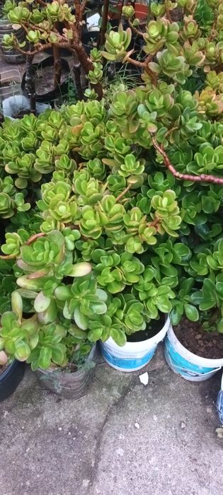 Suculentas - diversas variedades