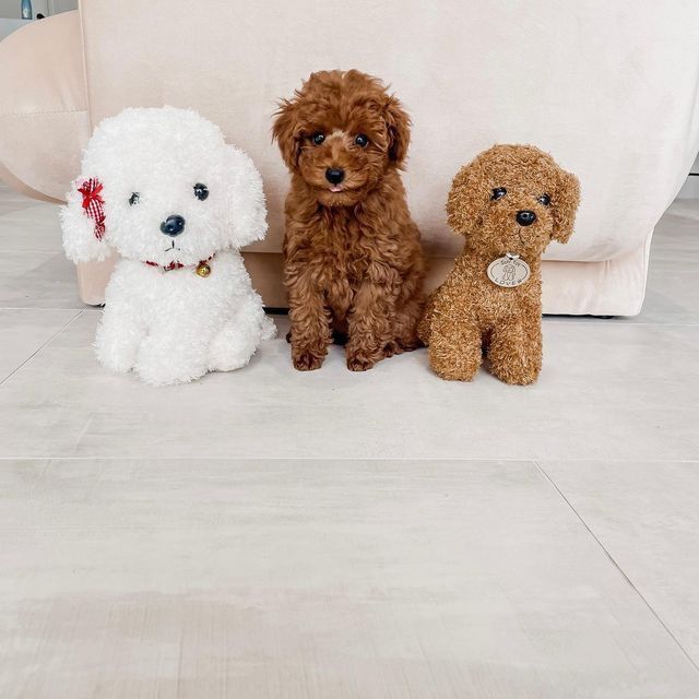 Кучерявий друг для затишного дому