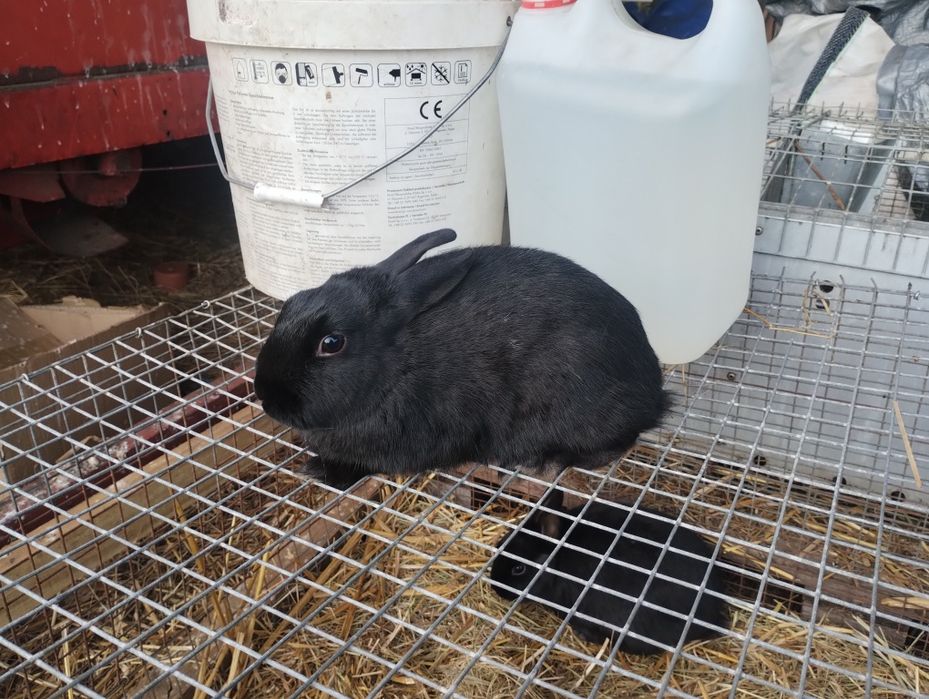 Króloczki miniaturki Dziewczynki