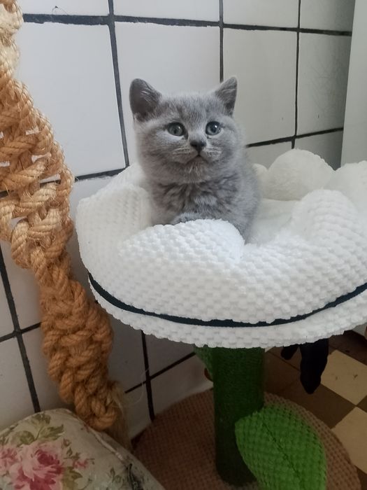 Шотландські прямовухі кошенятка