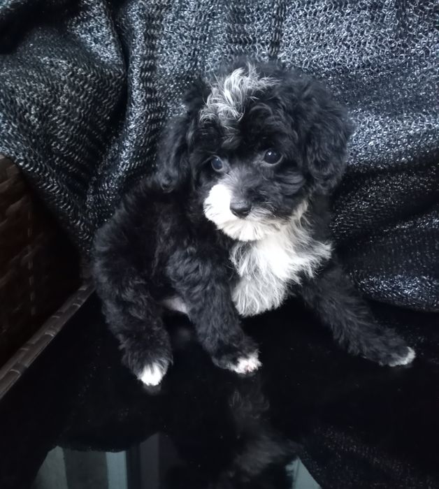 Хлопченя Мальтіпу суперовий,міні.