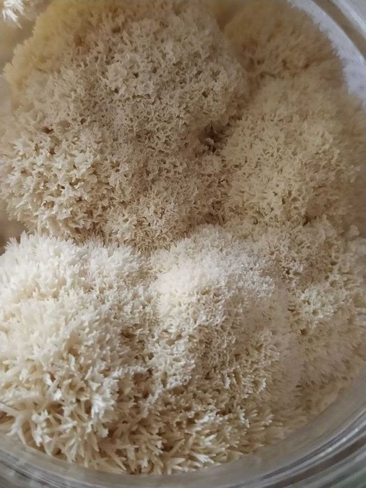 РАСПРОДАЖА‼️ Ежовик Гребенчатый 250 грамм