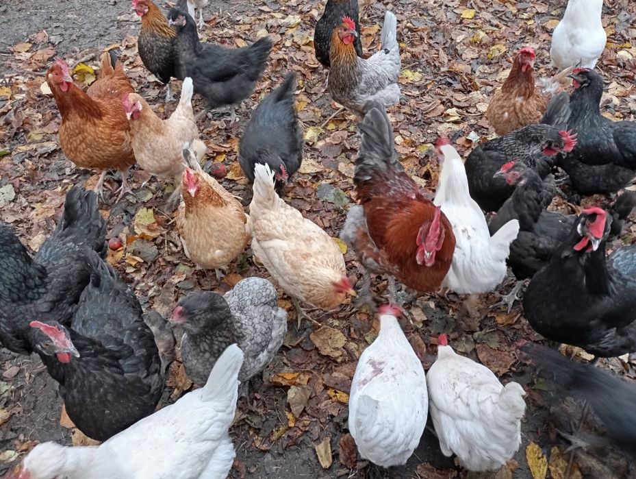 Jaja lęgowe, kolorowe jaja