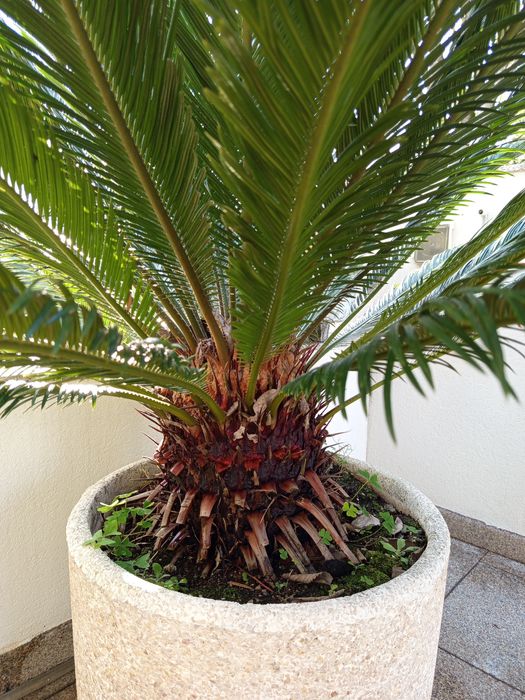 Planta Cica e Vaso em betão e marmorite