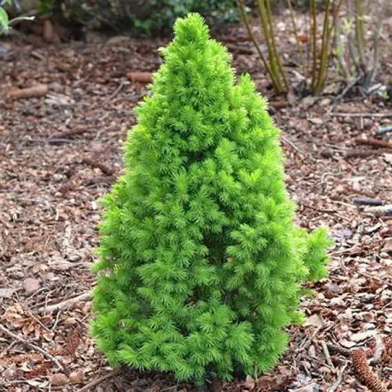 Саджанці хвойних рослин. Туя західна Смарагд, Глобоза, Даніка, ялинка