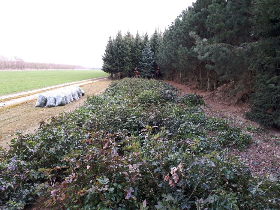 Mahonia pospolita