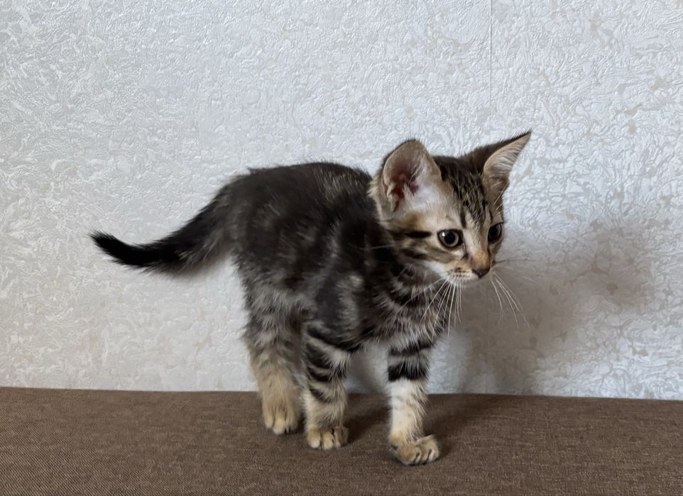 Хорошенький Котик