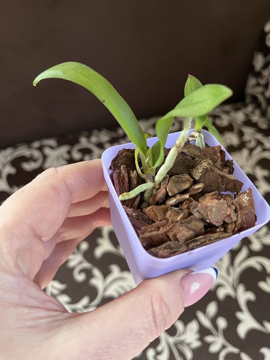 Дітки фаленопсисів, пеньок, орхідея.