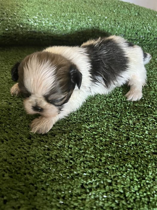 Shi-tzu.excelemte macho pequenino