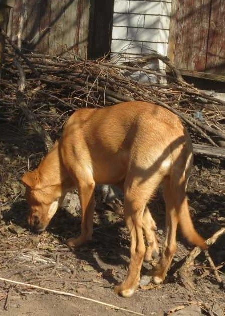 Хлопець метис шукае родину