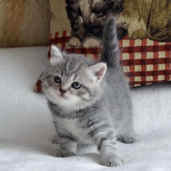 Дивовижні солодушки