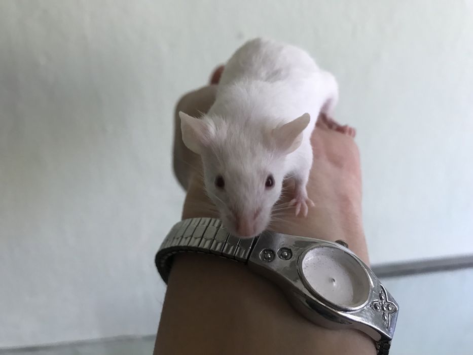 Миша лаботаторная