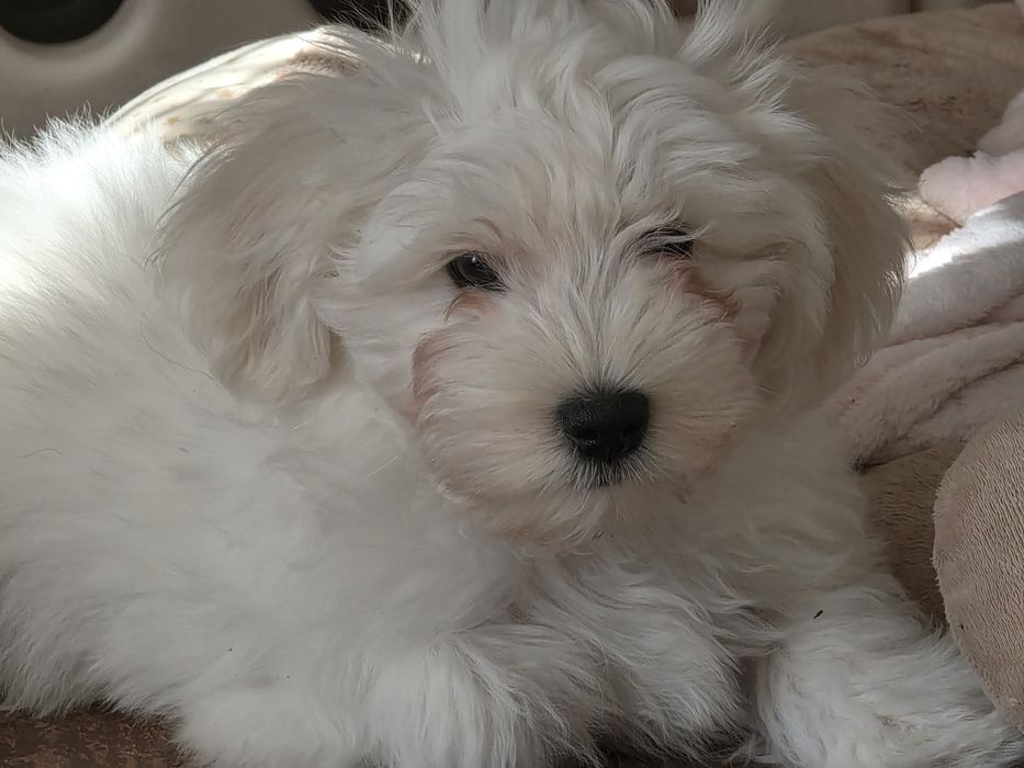 Piesek Rasy  Hawańczyk  FCI/ZKwP