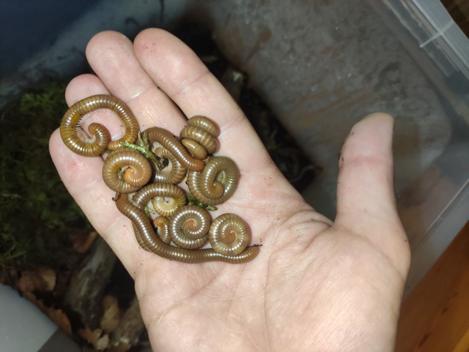 Krocionogi wije "Toffi" Spirostreptus tanzania