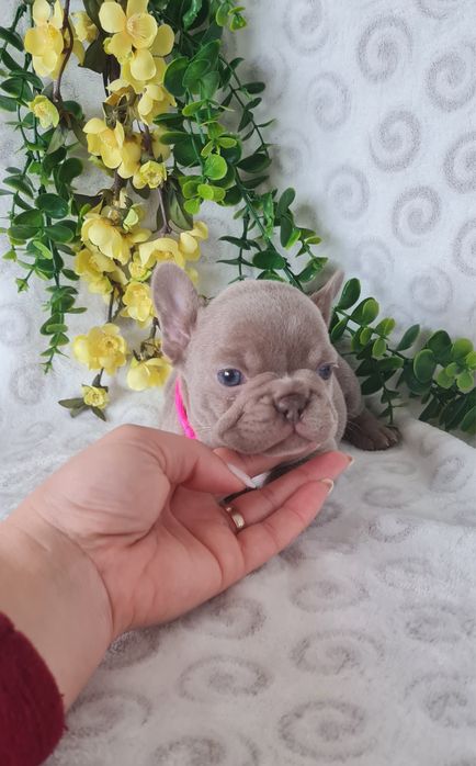 Excelente Isabella Bulldog/Bouledogue Frances de Qualidade